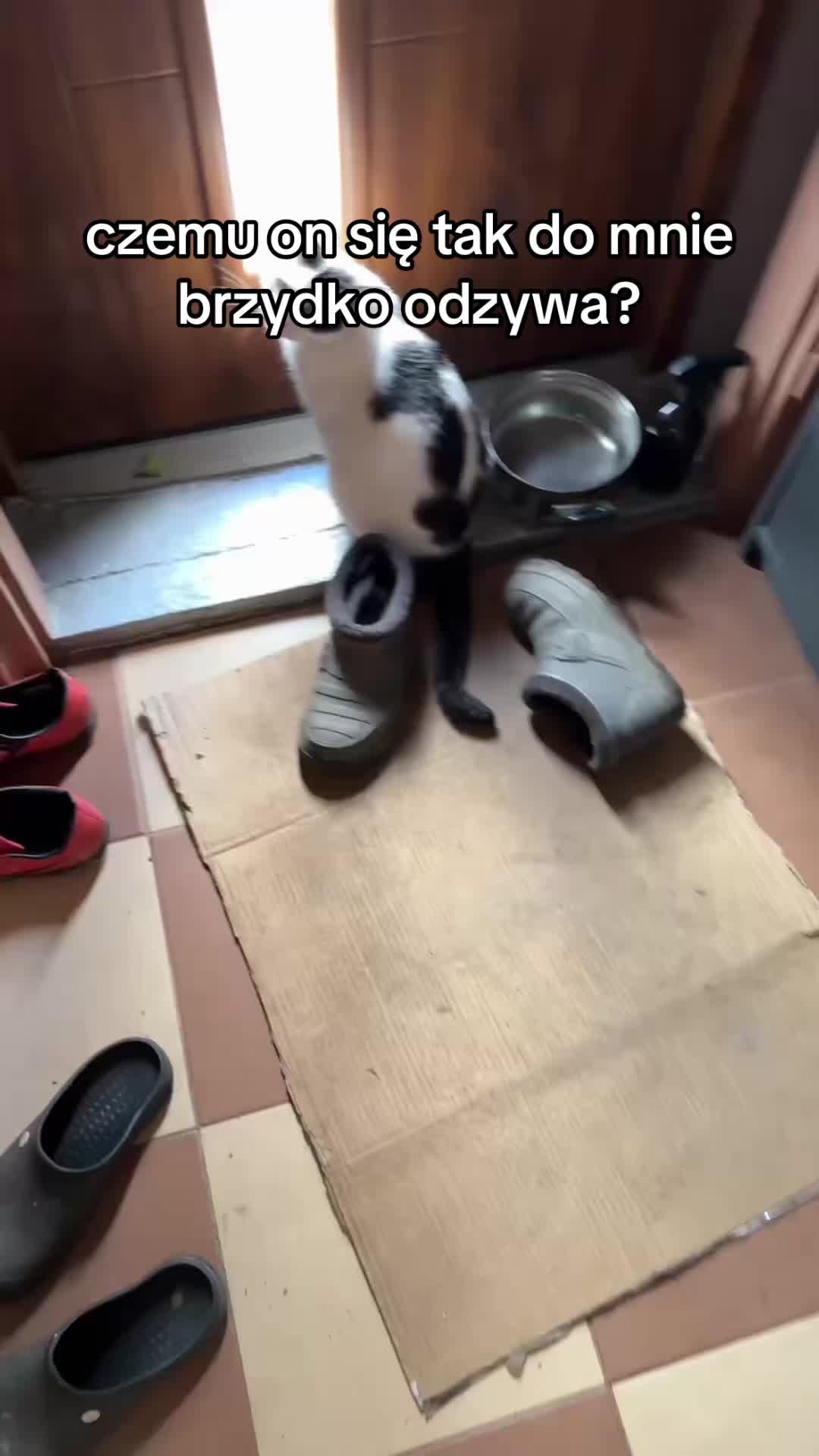 @buba