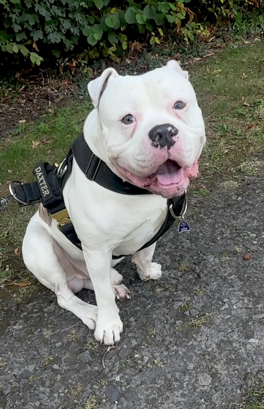 @daxter_the_bulldog