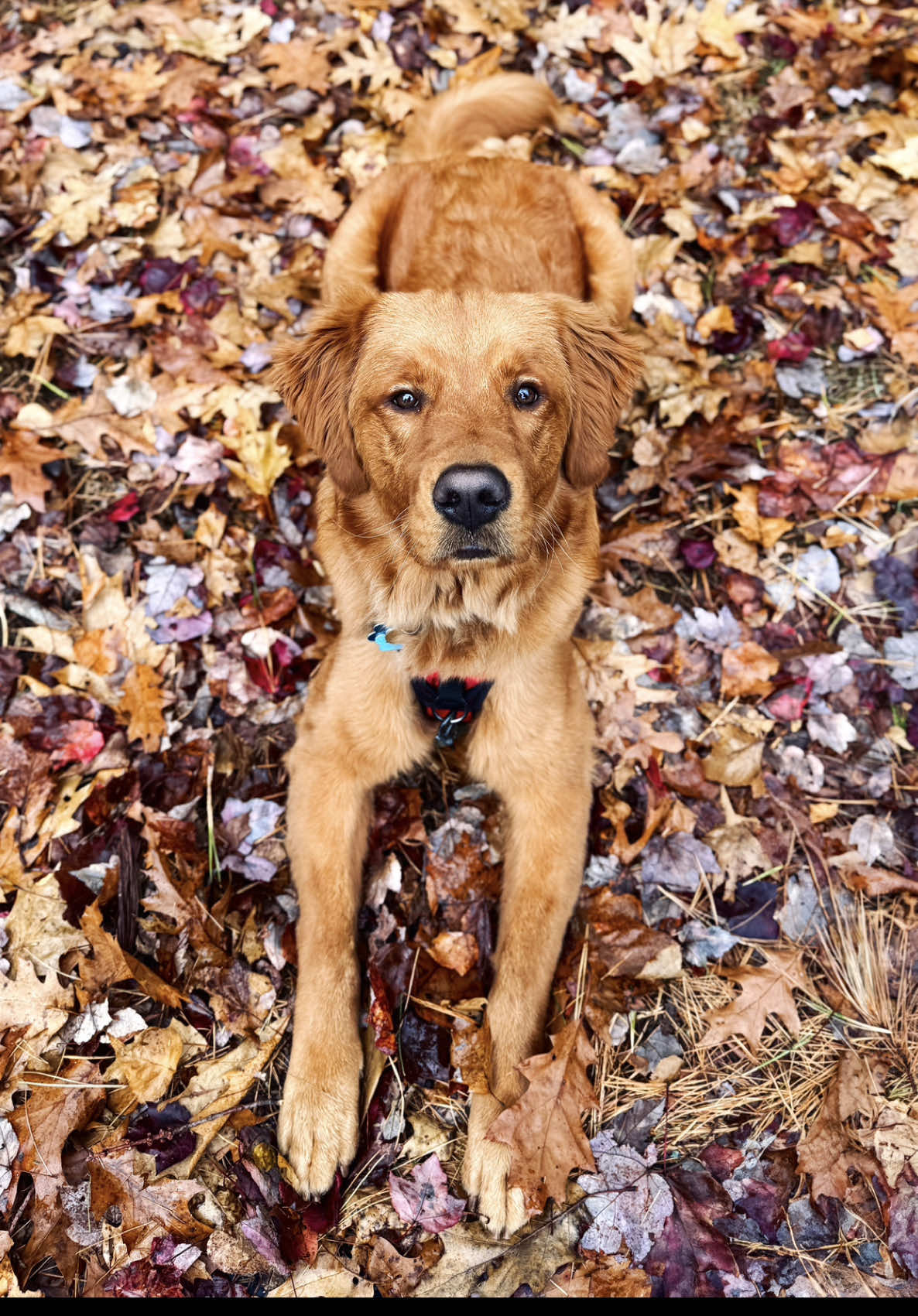 @Rooster The Red Retriever