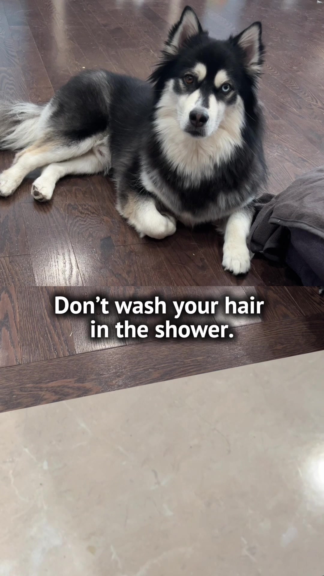 @Zeus the Pomsky🐾