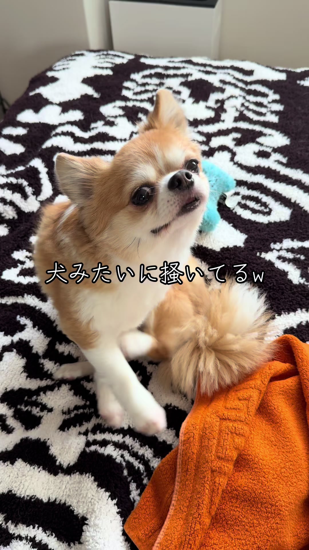 @心太
