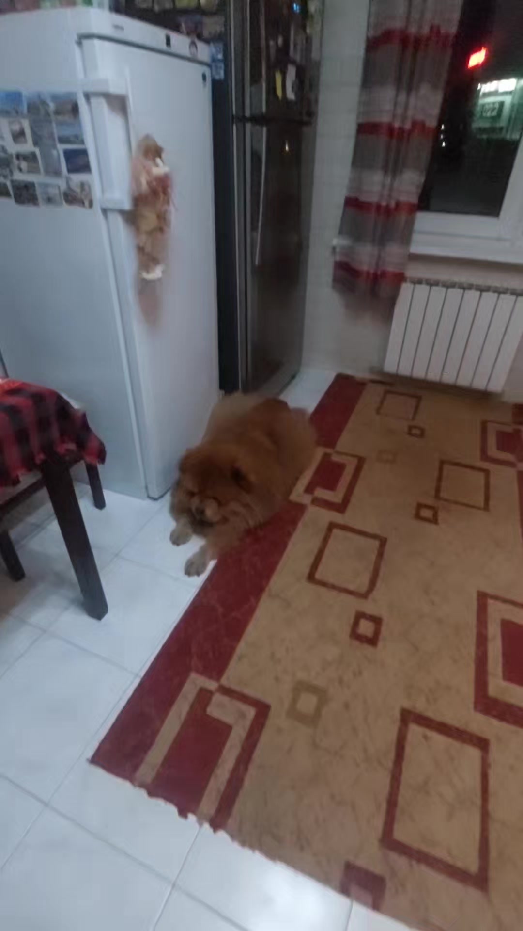 @Чау чау Тимоша❤️