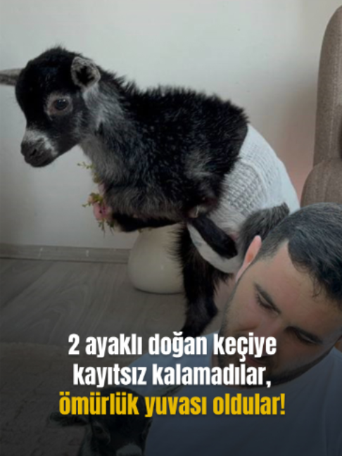 @Mynet