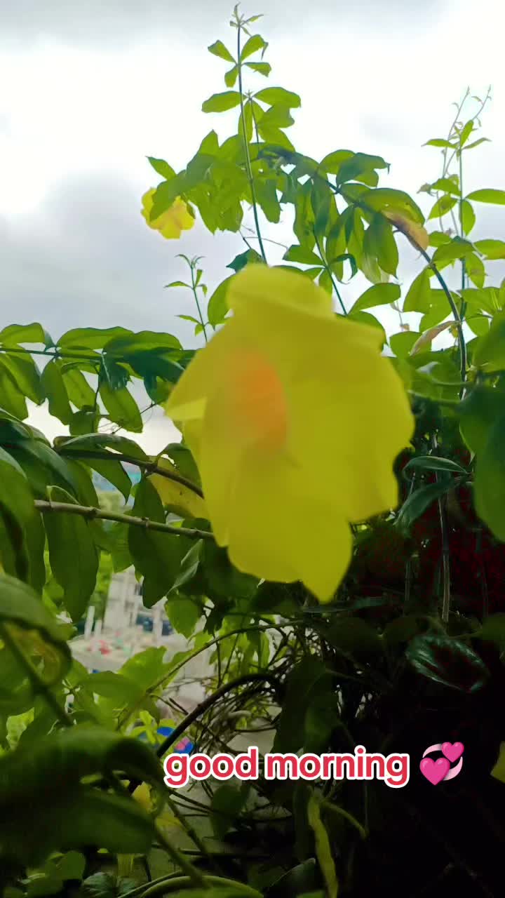 @đˇRANAđˇ