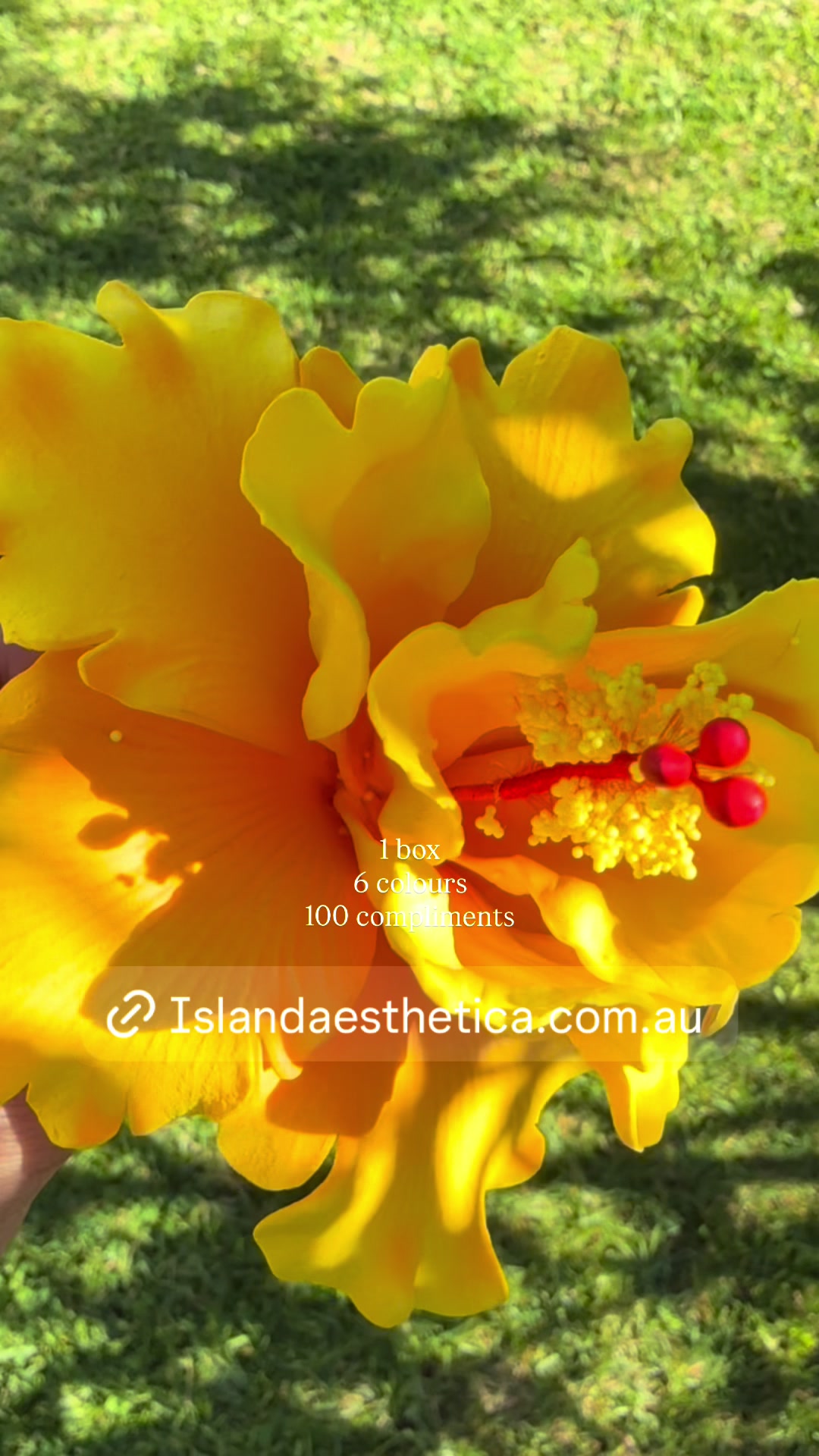 @Island Aesthetica 🌺 Pasifika