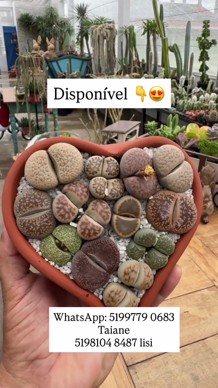 @VandoeFabi