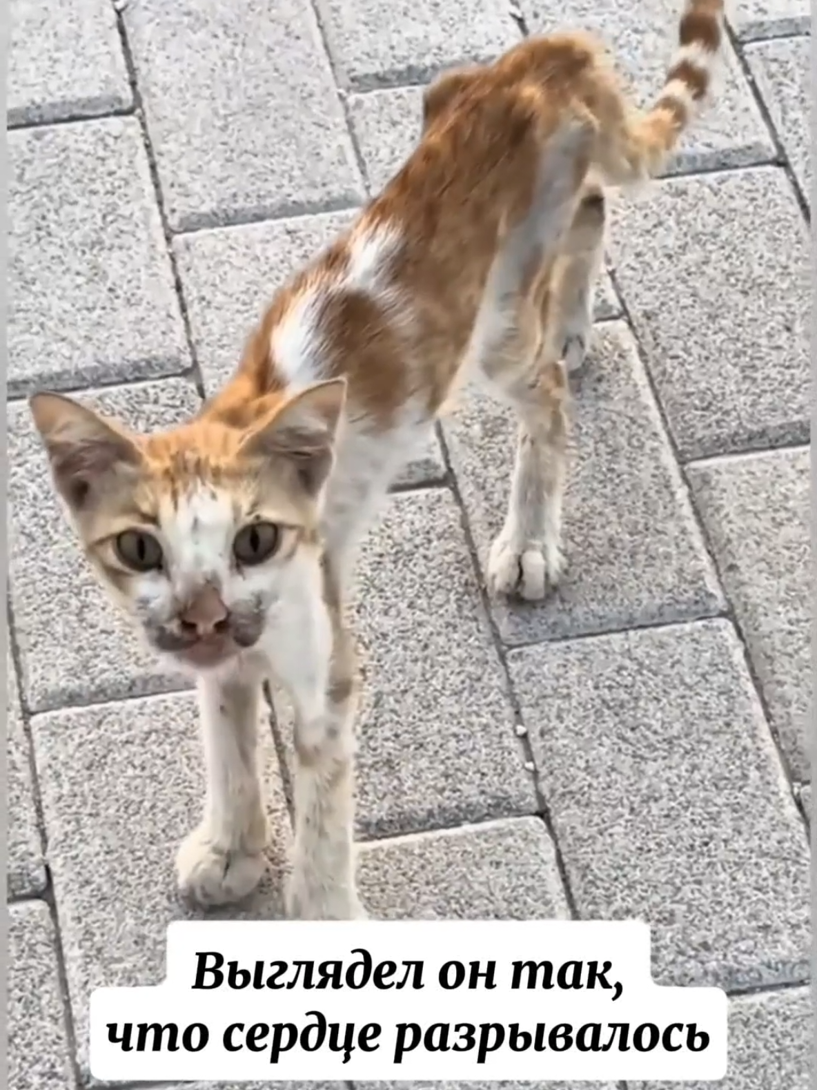 @RescueAnimals Nir