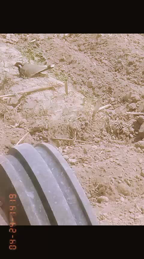 @mehrazeem61