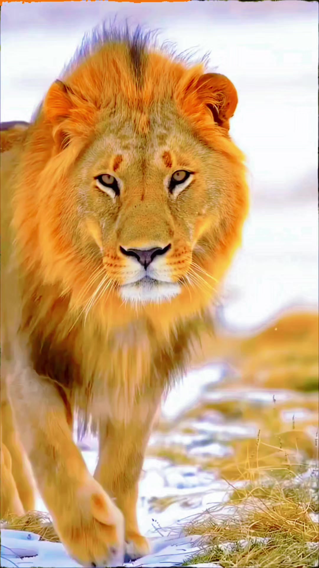 @ببر شیر