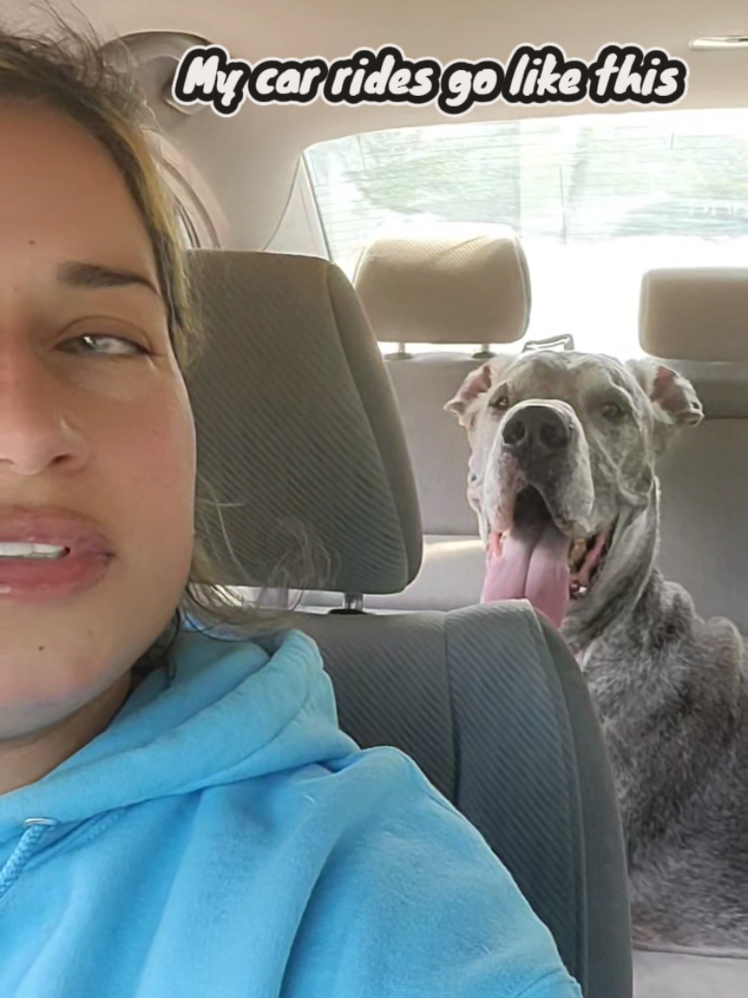 @Dane Mom Life | Big Funny Dog