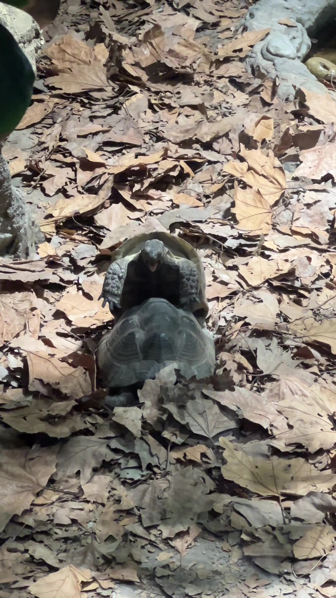 @⚜️🖤PMC__7777🖤⚜️