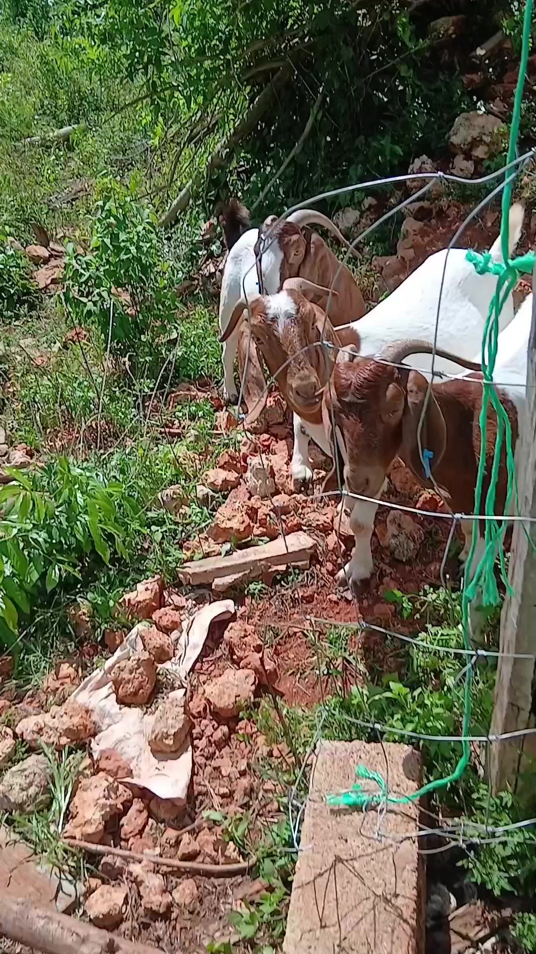 @Hillside farms 🐐