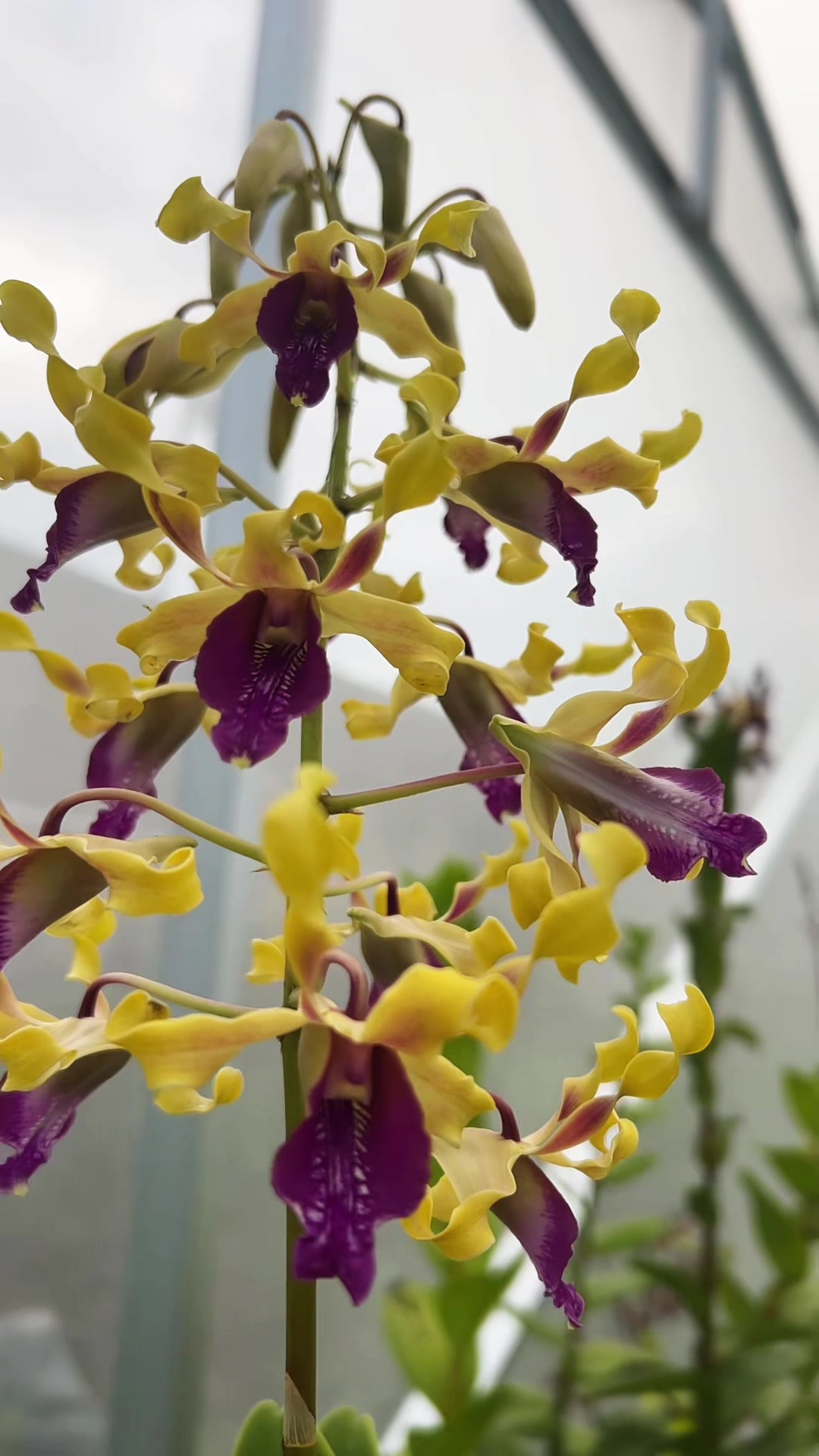 @Anggina Orchid