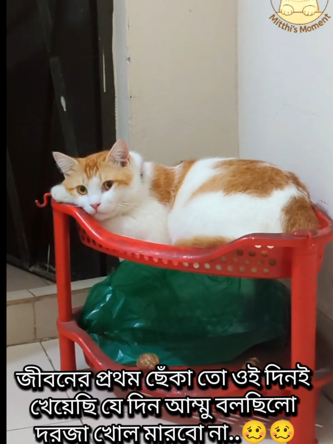 @Mitthi the Meow Meow
