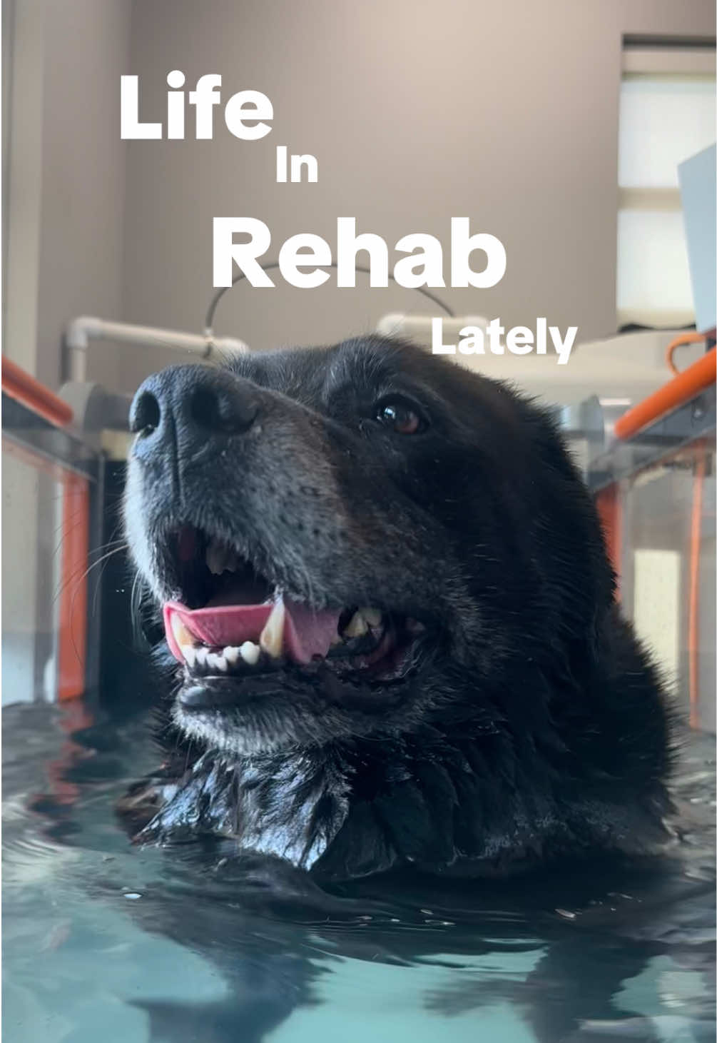 @BW.K9.Rehab🇨🇦