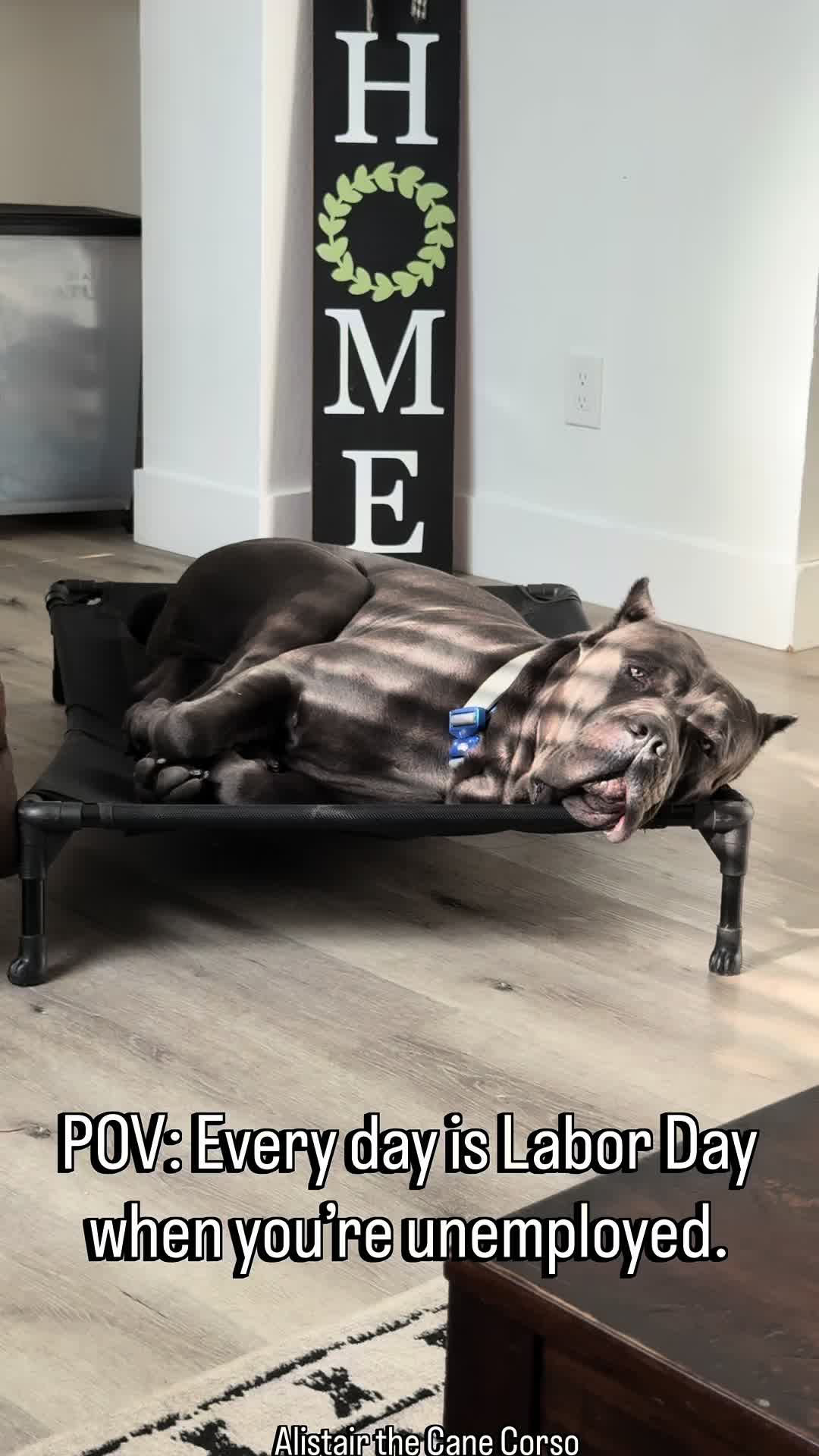 @Alistair the Cane Corso