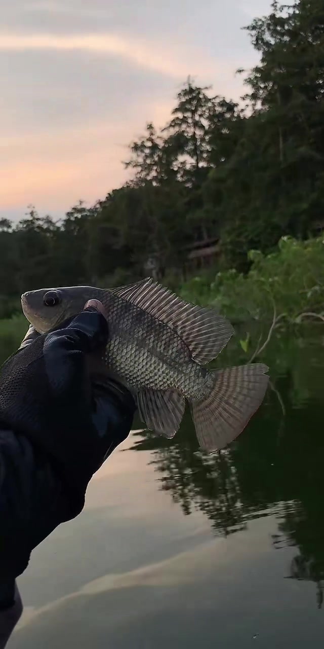 @MAFIA FISHING
