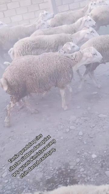 @ELŞAD QULİYEV EYVAZALİLAR