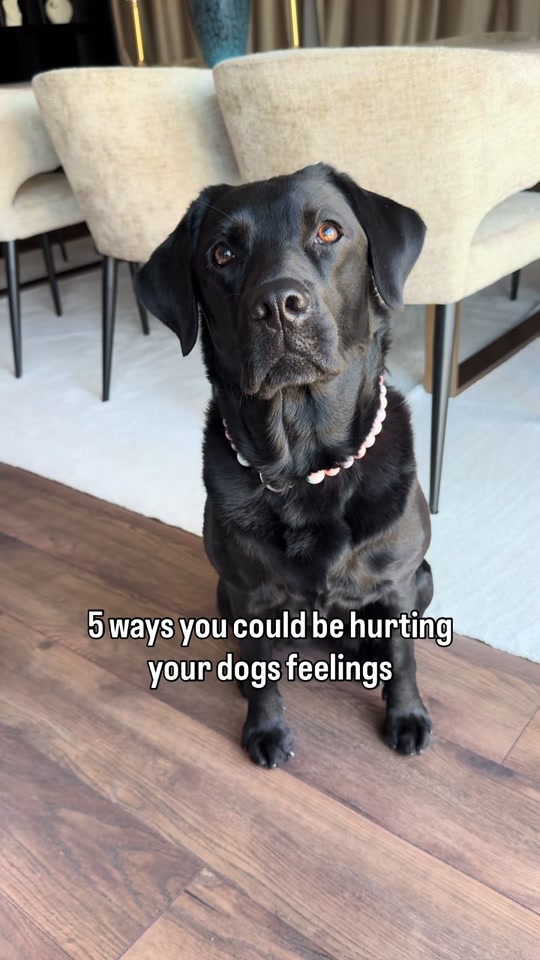 @lisatheblacklab