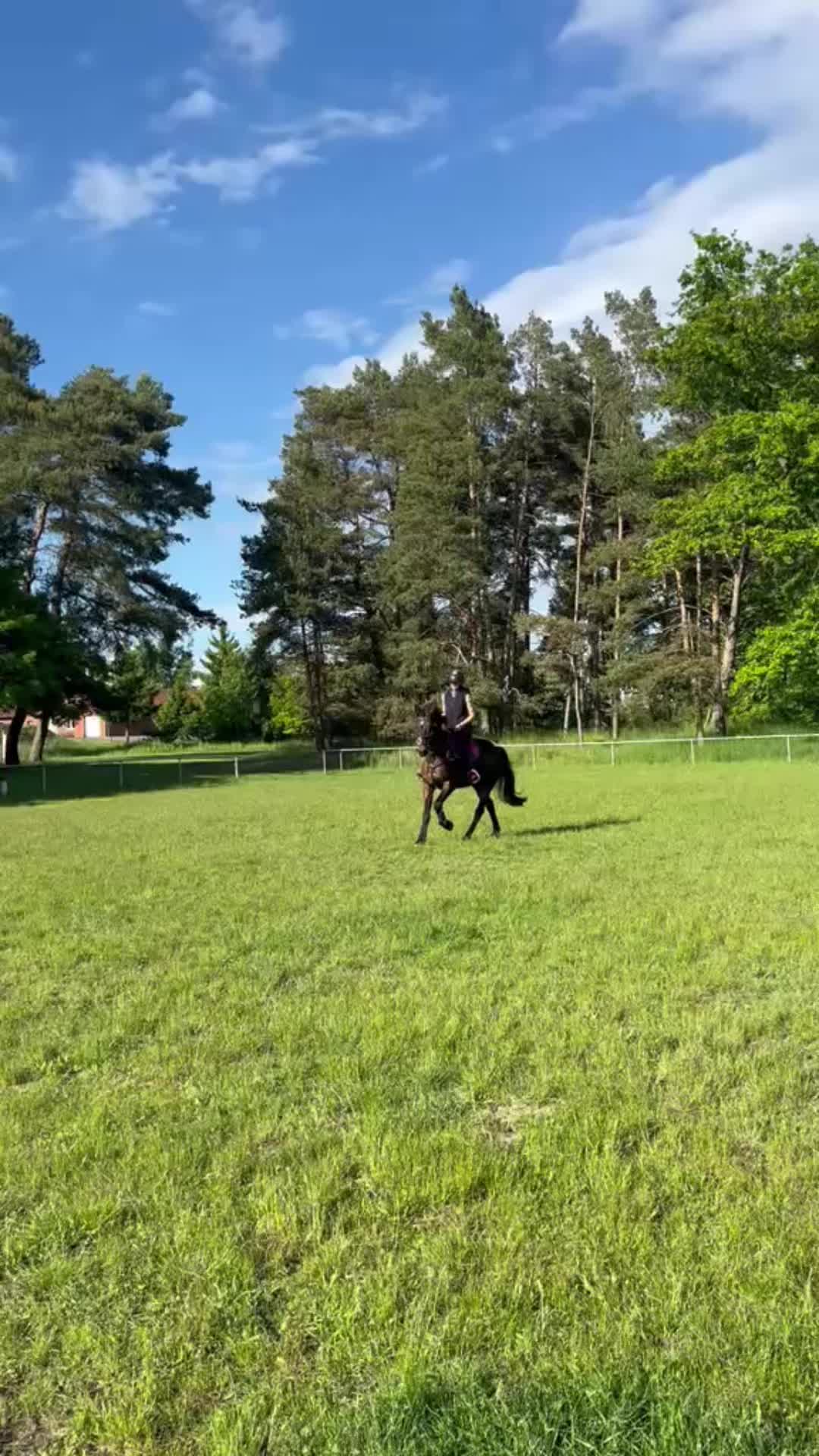 @springpony_donar