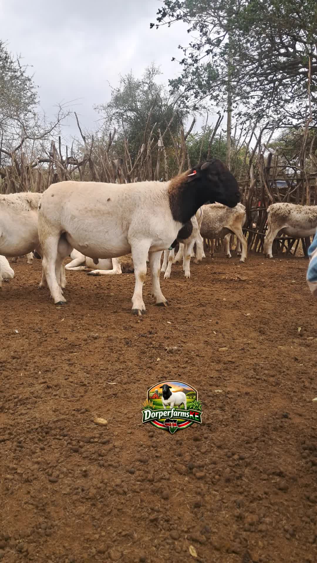 @DorperfarmsKE