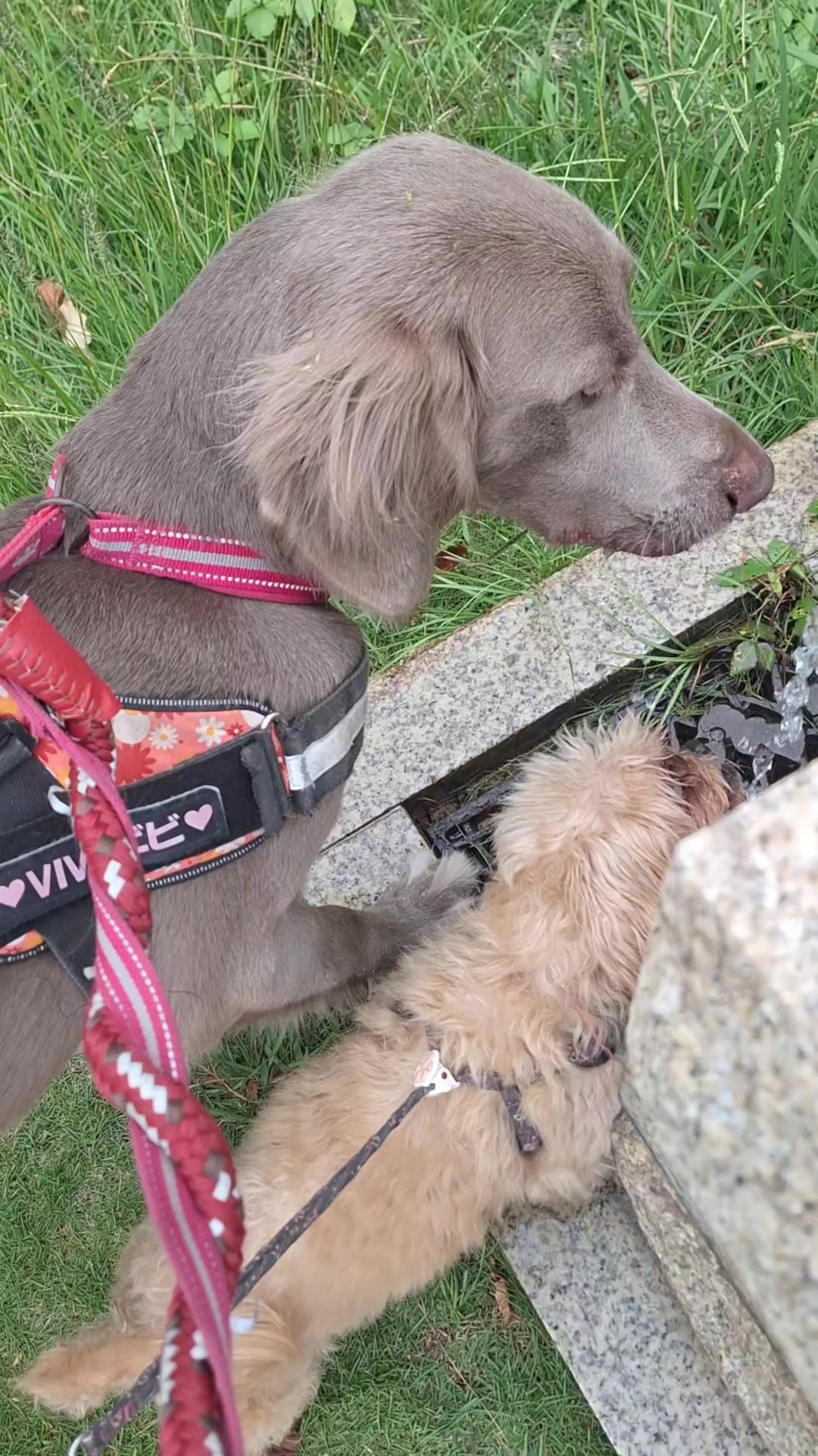 @大型犬3頭&小型老犬4頭多頭飼いの生活