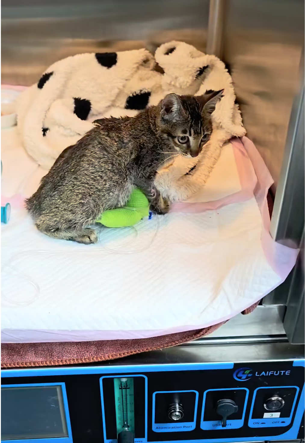 @aria_cats_rescue