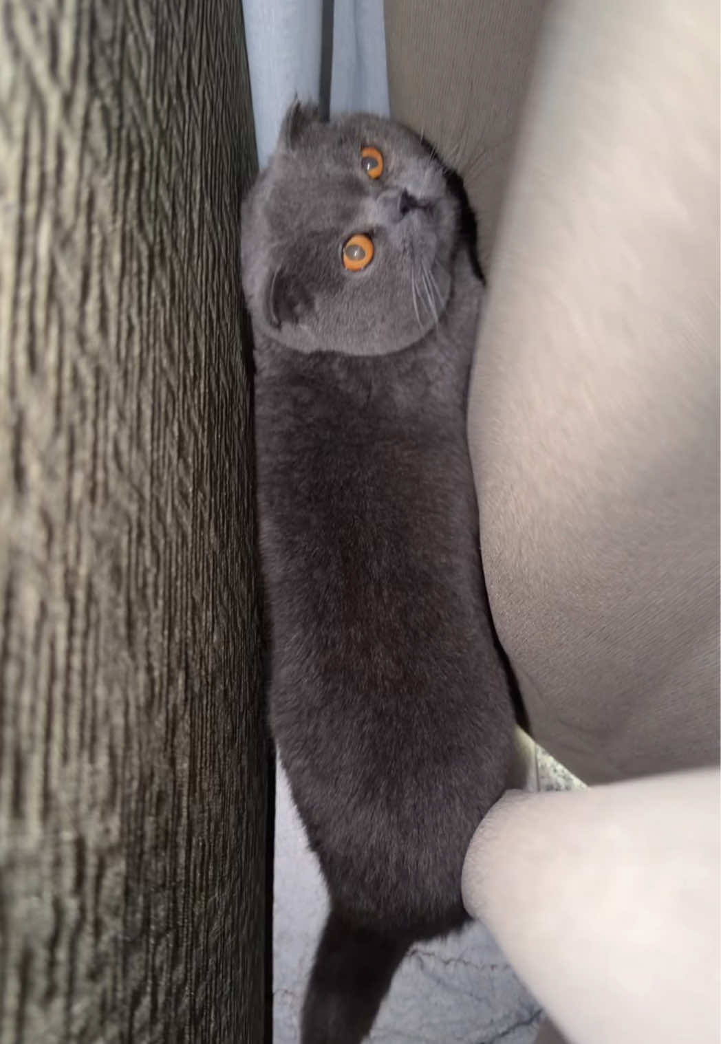 @BOBI🐈&zwj;⬛