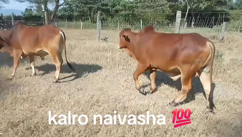 @Joel Koriata
