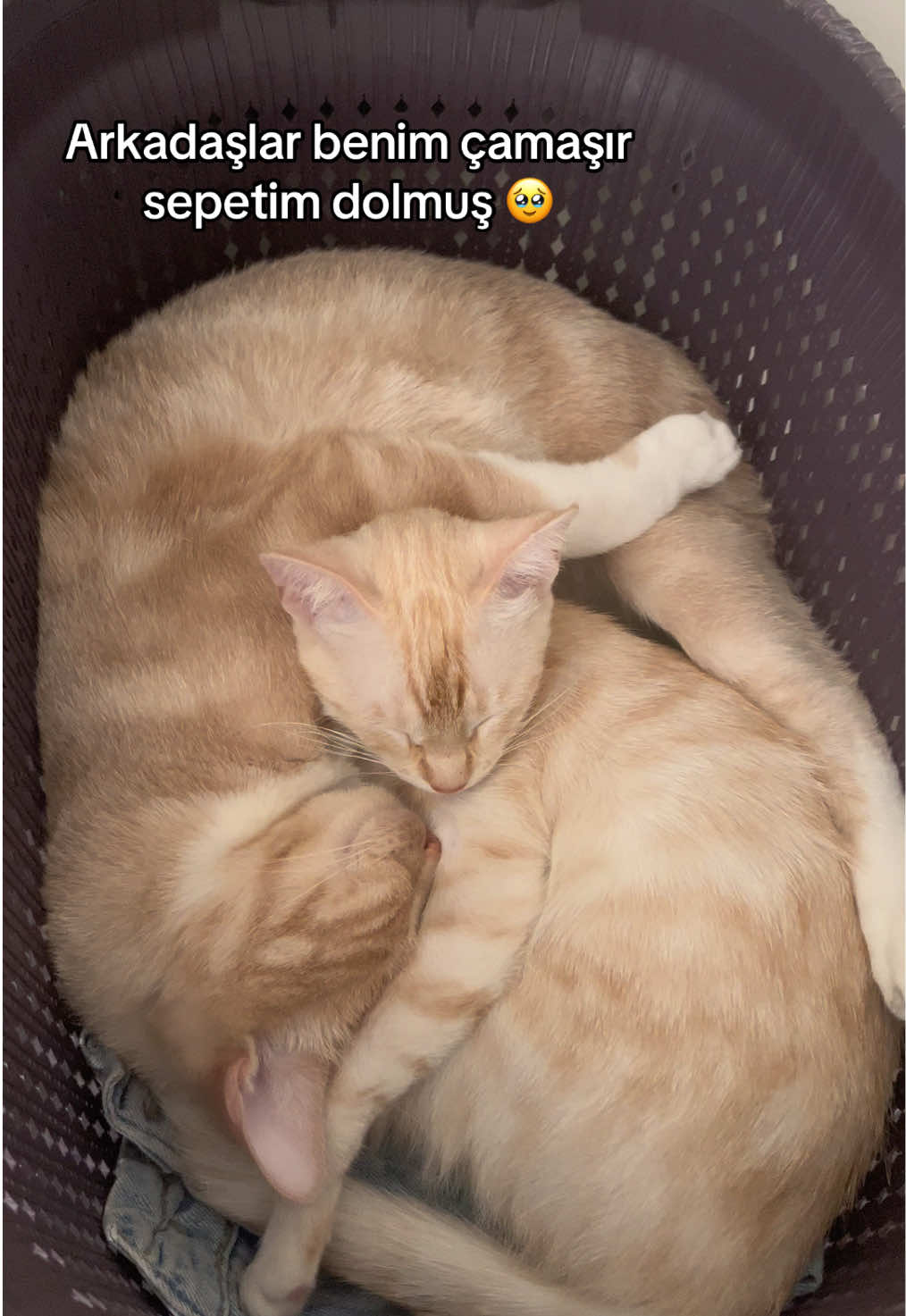 @Beyza🐾