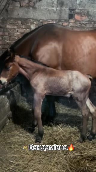@🐴Horses🐴