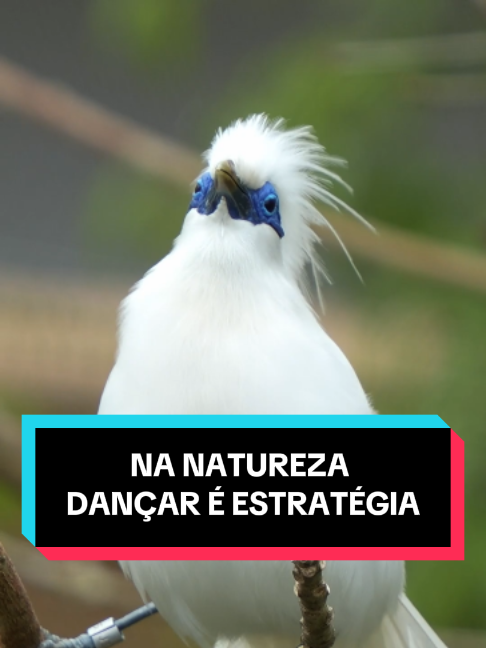 @Curiosidade em Orbita