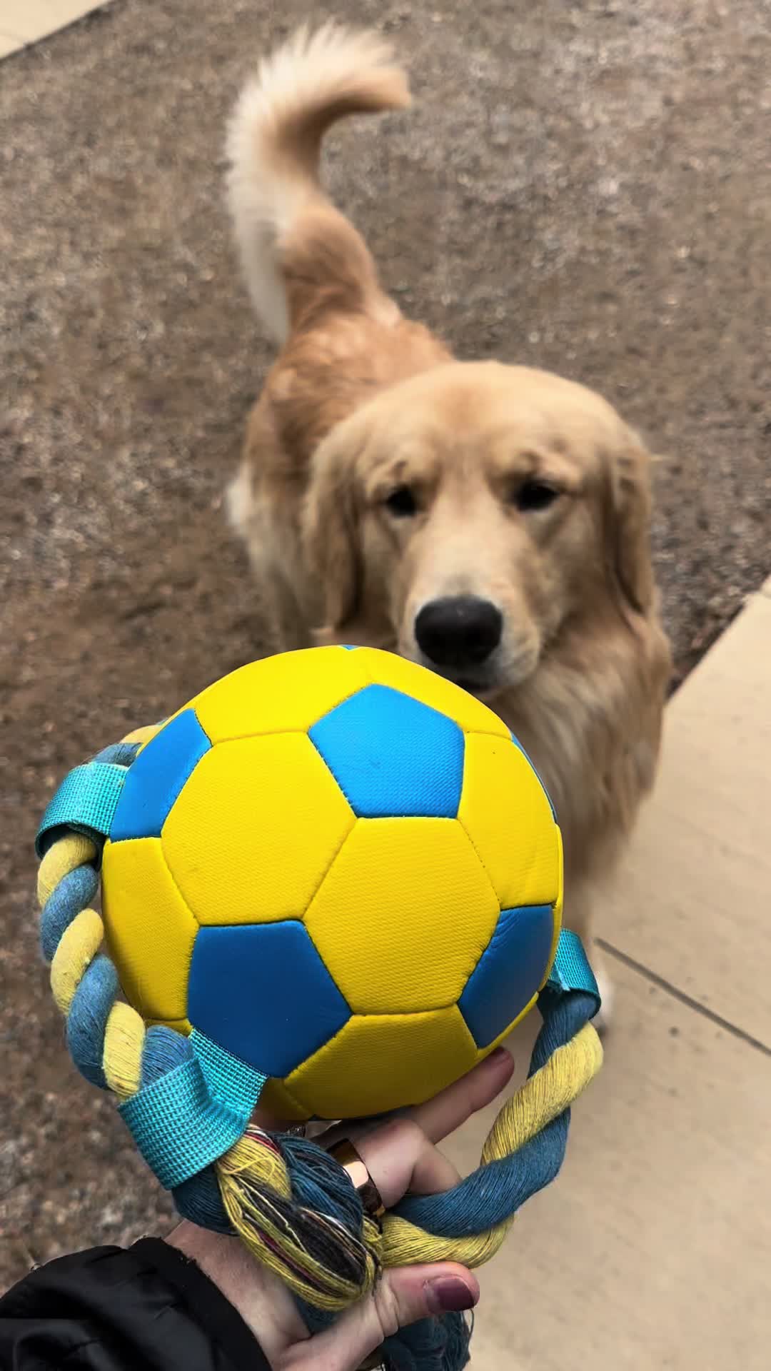 @rigatoni_thegolden