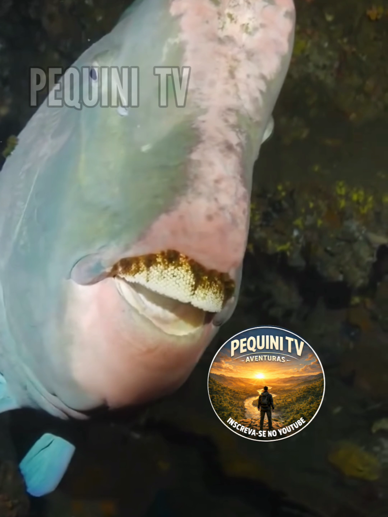 @PEQUINI TV