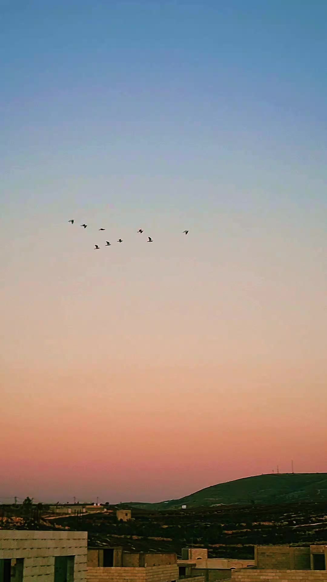 @Pigeons Tv