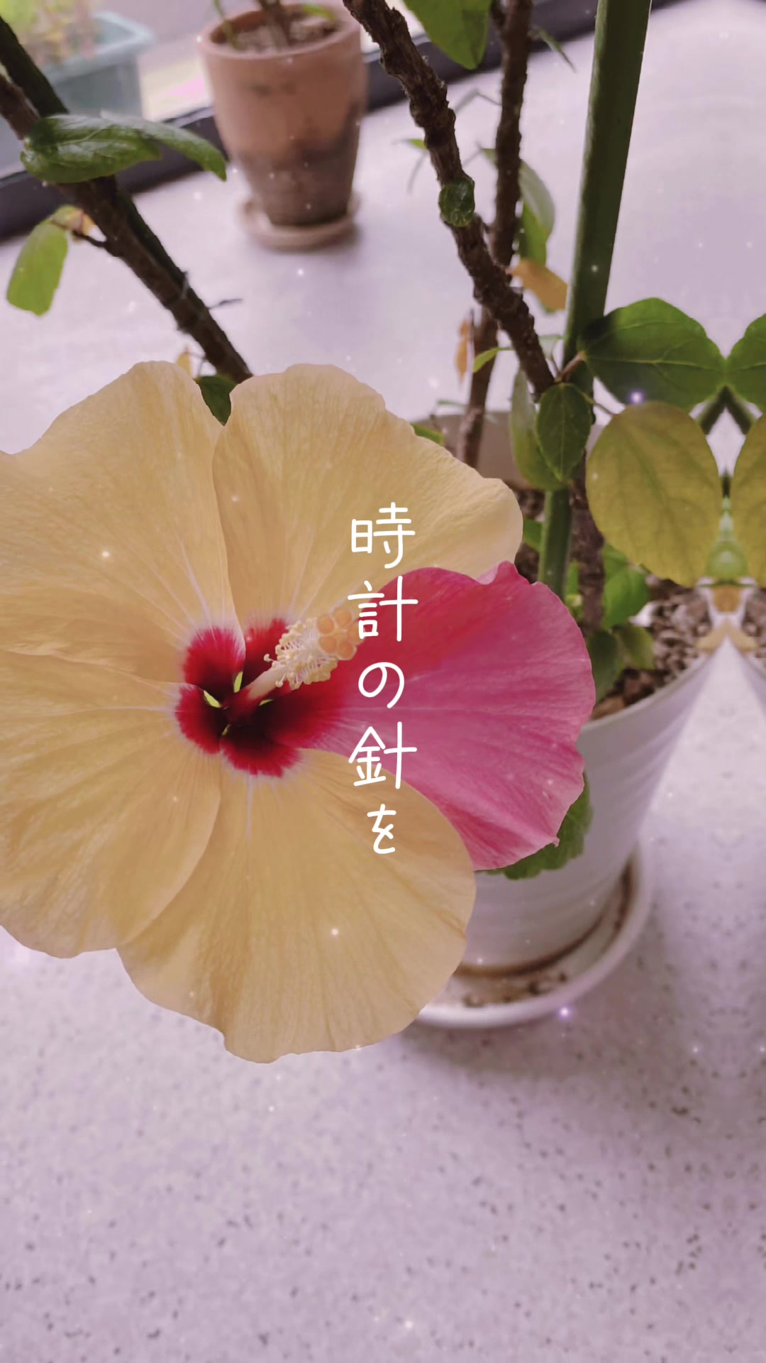 @圭