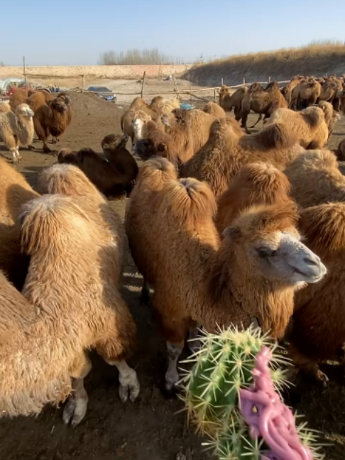 @Gislason Camel