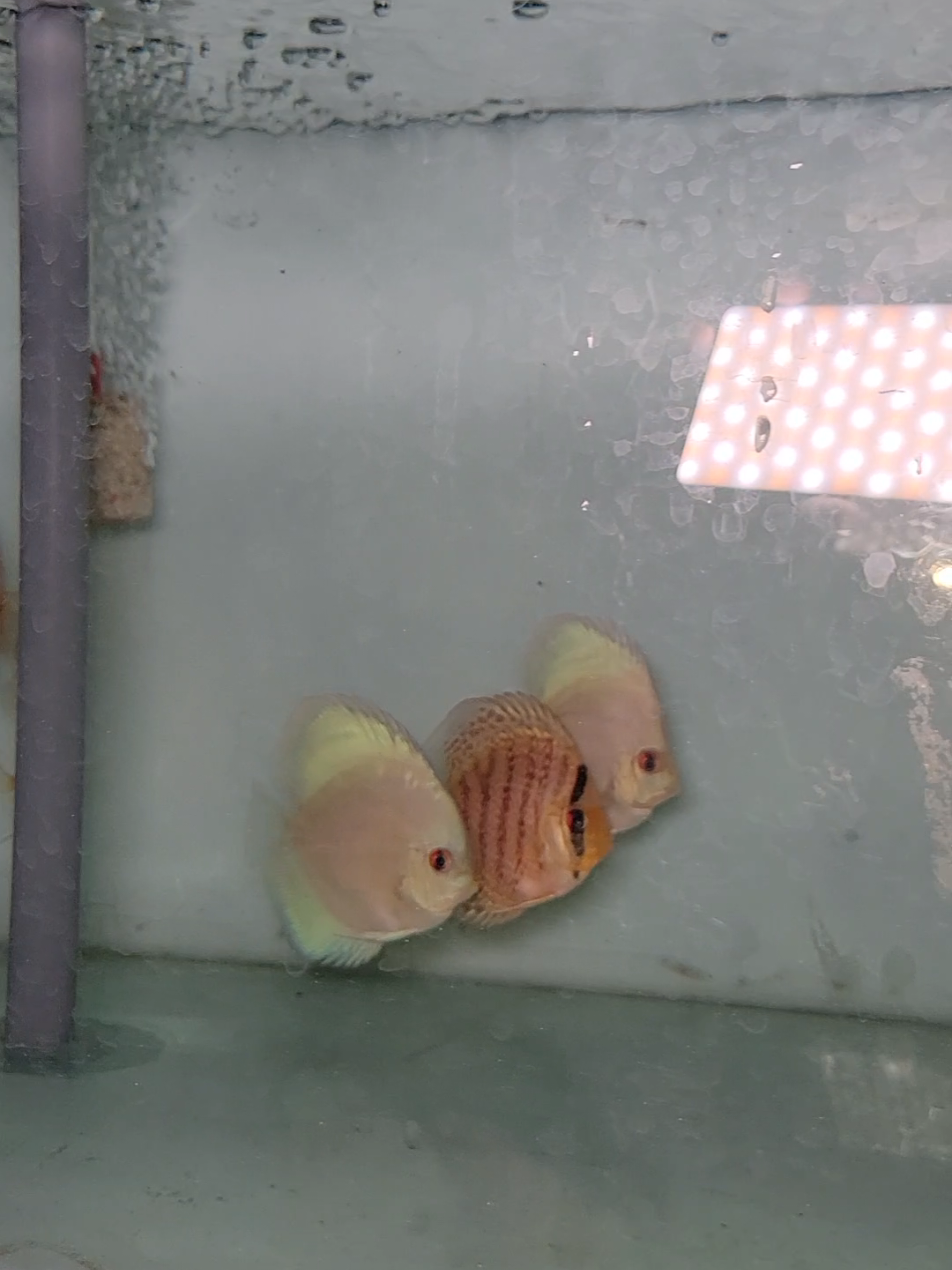 @Discus House Aquarium