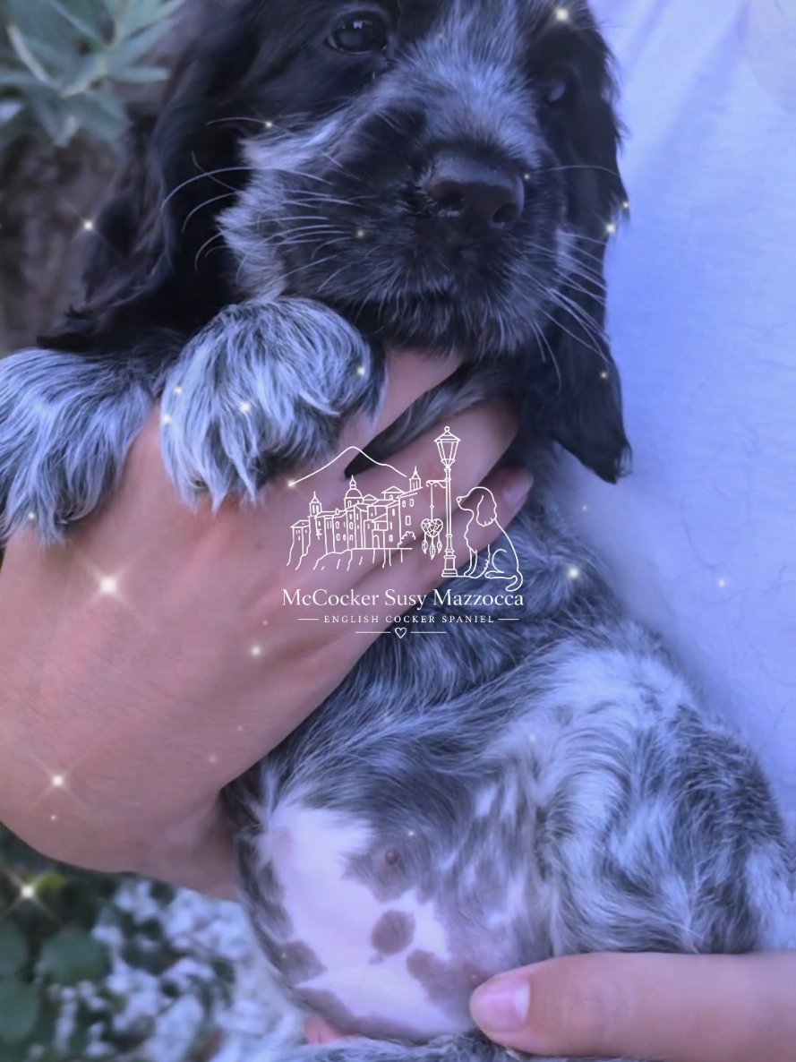 @McCocker EnglishCockerSpaniel
