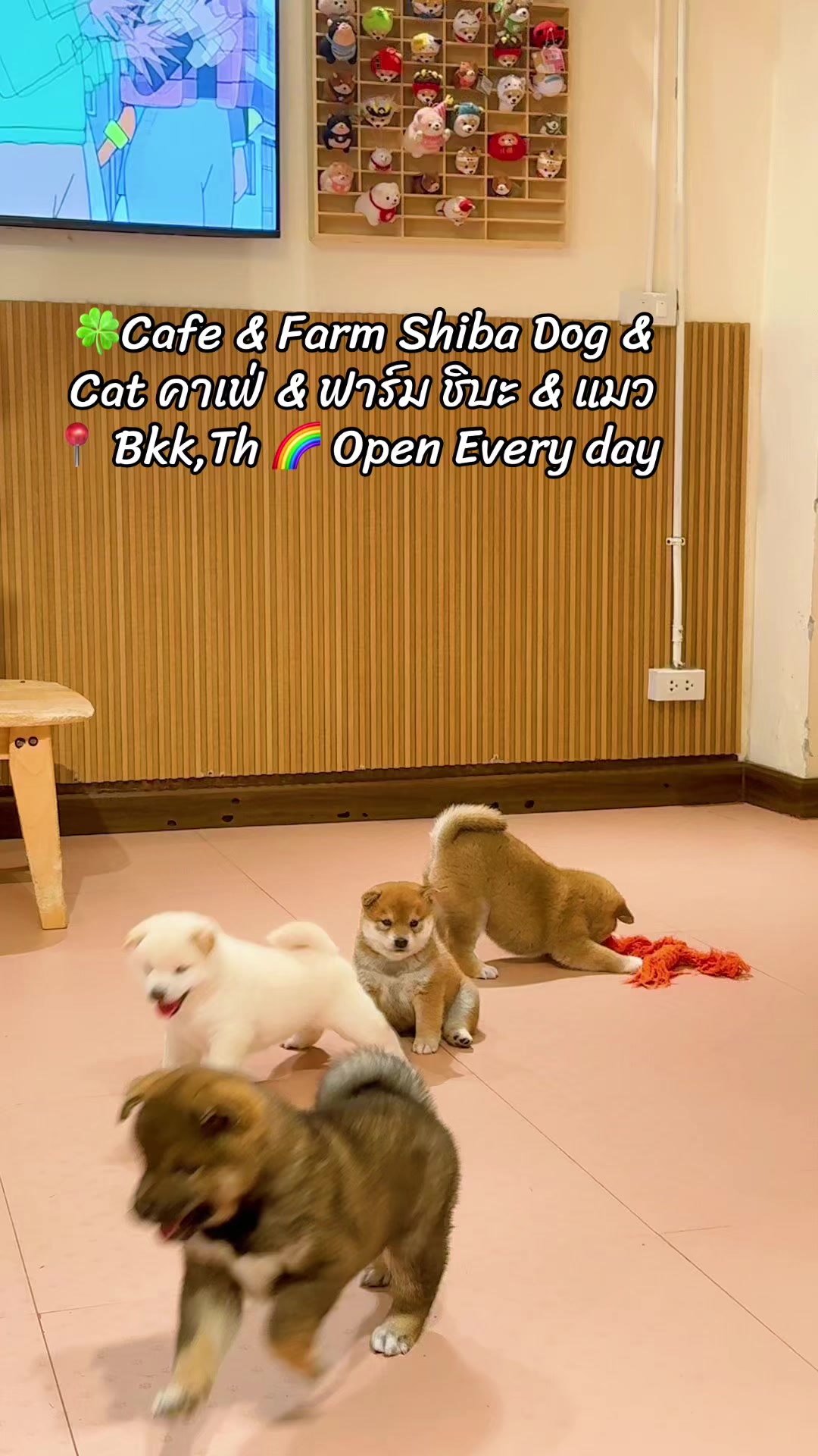 @Shibainu Story