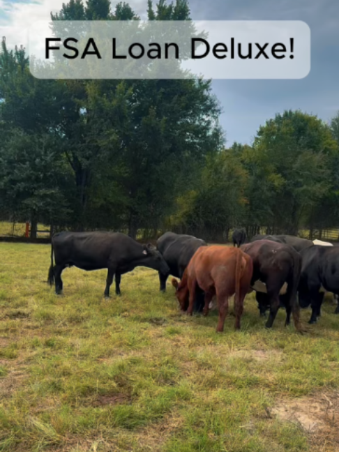 @Rutherford Land and Cattle