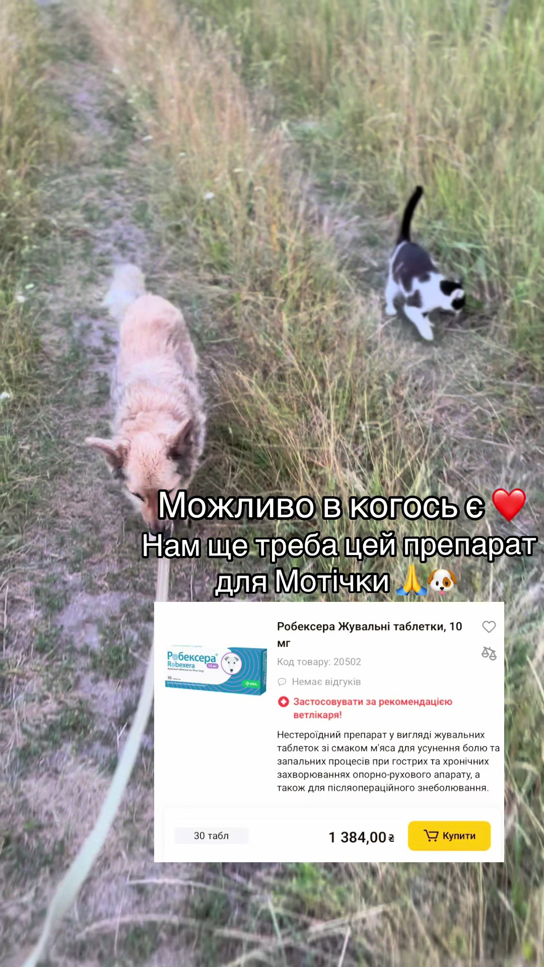 @tanya.help.animal