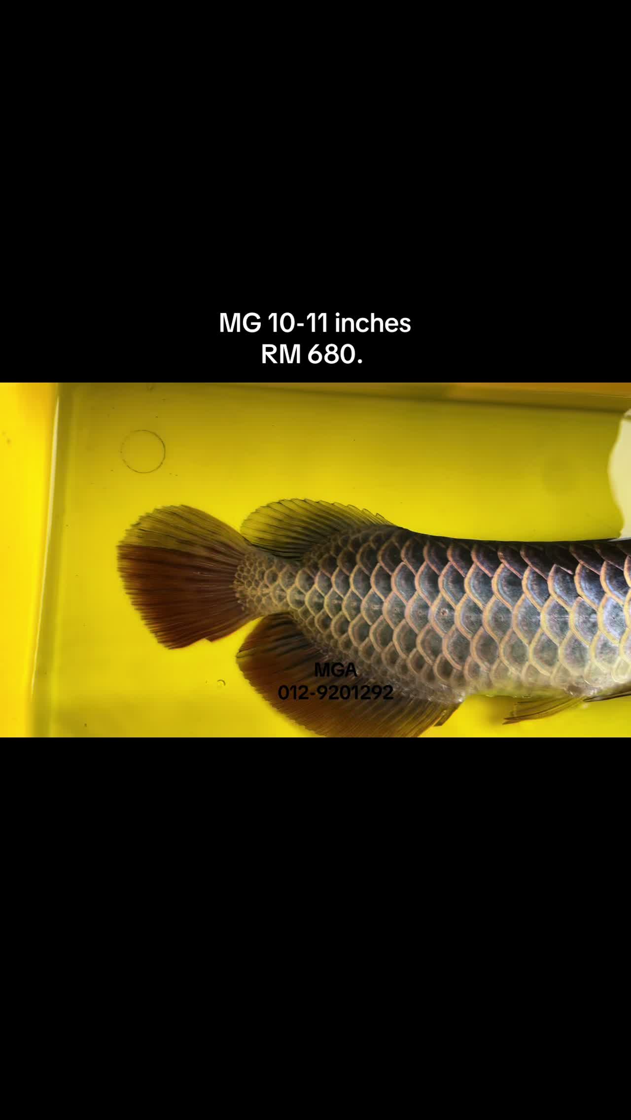@MGA