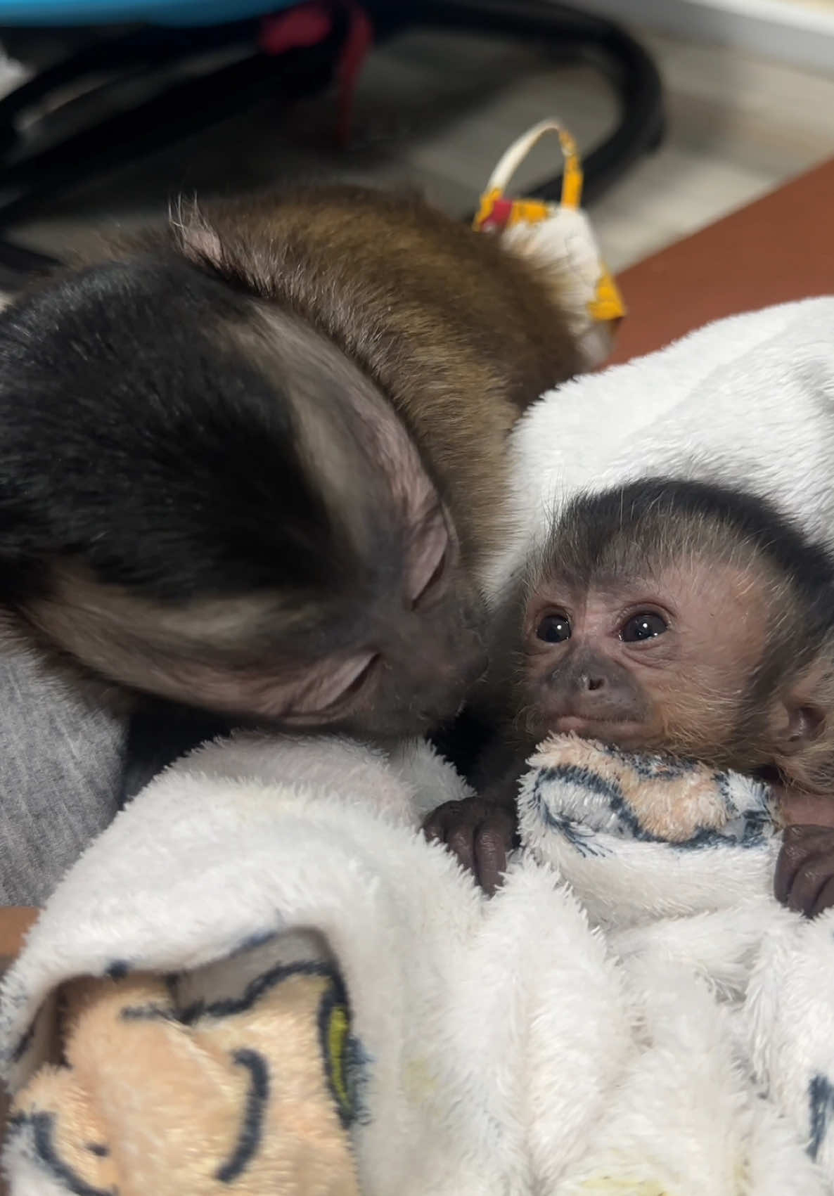 @Gutjang Capuchin