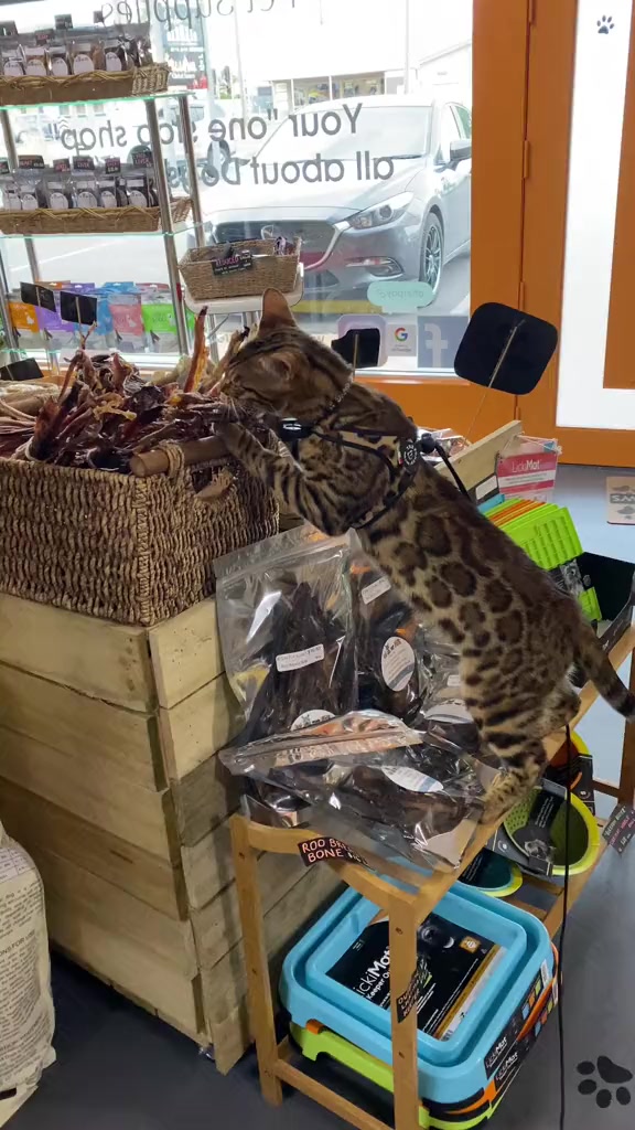 @Skeeter The Bengal