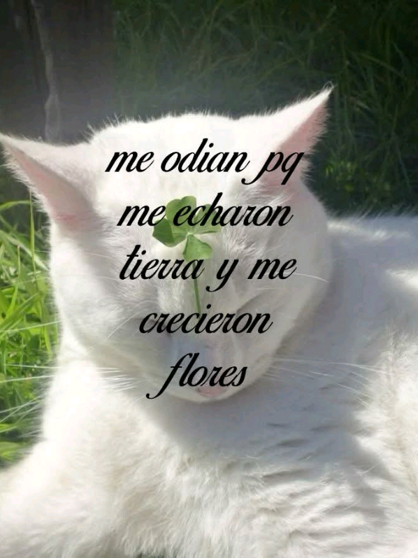 @🪼🌌uwusita orion🌌🪼