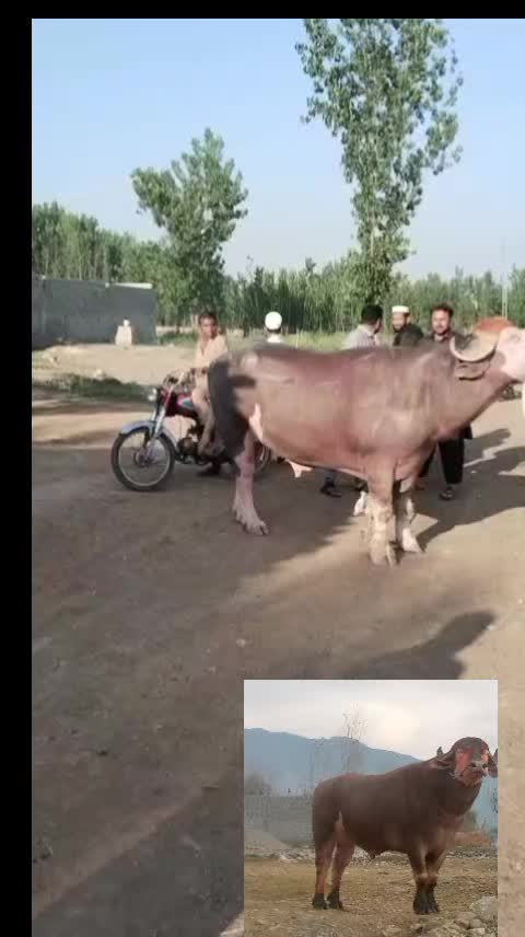 @ASAD Sarkar123