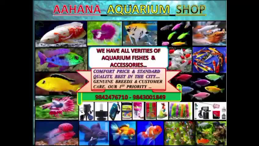 @hamro aquarium
