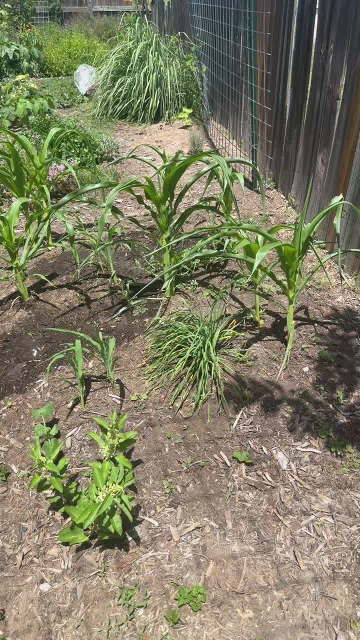@themagicvalleygardener