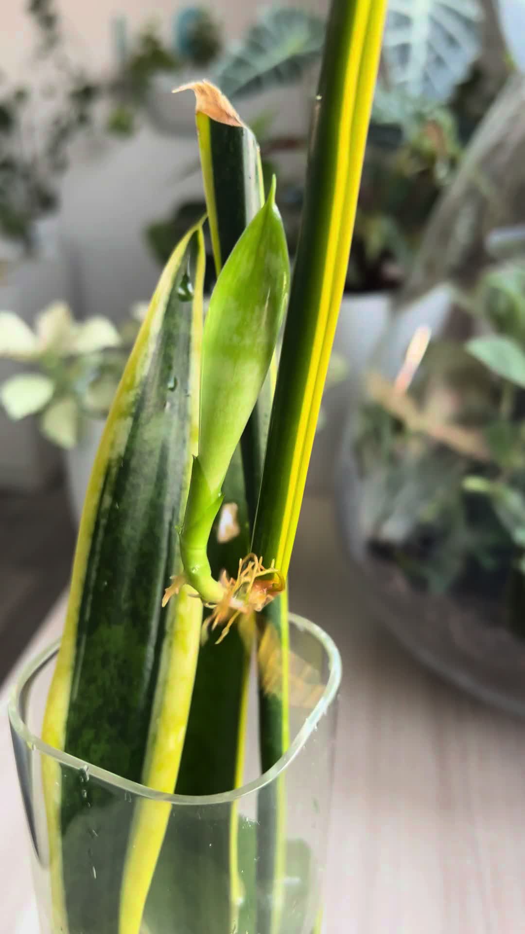 @Plant House & Garden
